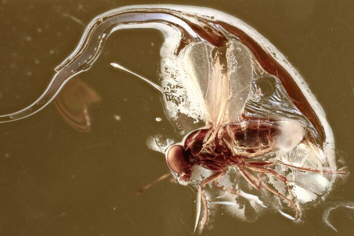 Detailed Fossil Long-Legged Fly (Dolichopodidae) in Baltic Amber #346635